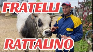 AzFratelli RATTALINO linea VACCA VITELLO INGRASSO MACELLERIA CHIERI TO☎️ 389 592 8715 [upl. by Moffit]