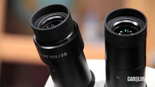 Stereo Microscopes Tips and Tricks [upl. by Ruckman422]