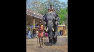 Kerala Elephant song മനോഹരമായ ആന ഗാനം [upl. by Anyaj967]