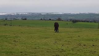 Snow in Ireland Fermoy 21 November 2024 snow snowing fermoy ireland [upl. by Elleinahc]