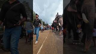 1048  Panayannarkavu Kalidasan elephant elephantvideo [upl. by Niamrej738]