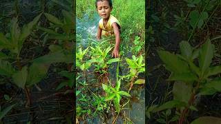 Shapla bill fish catching village fishing shorts fisherman amazingfish [upl. by Aynuat982]