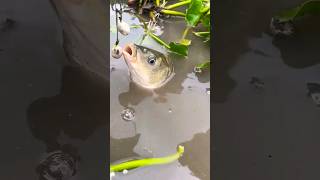 Methods of feeding carp fish shortvideo viralfishingvideos viralvideo machervideo [upl. by Oinotnaocram]