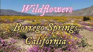 March 21 2024  Borrego Springs California Wildflowers [upl. by Aihsia638]