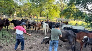 Trabajando este lote de ganado miran como salieron las novillas de bravas 😱🐄 [upl. by Esila950]