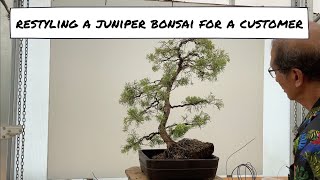 Restyling a Juniper Bonsai for a Customer [upl. by Pappano]