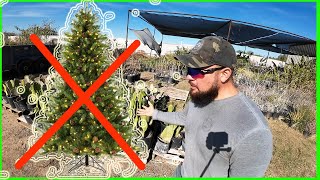 Why I Refuse To Sell Xmas Trees At My Nursery [upl. by Pussej614]