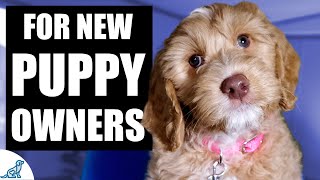 Your Complete First Week Puppy Training Plan [upl. by Yart]