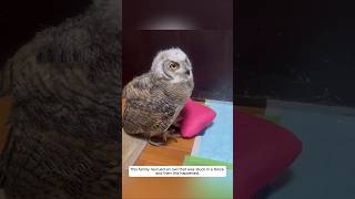 This family rescued an owl that was stuck in a fence and then this happened animalshorts [upl. by Willabella]