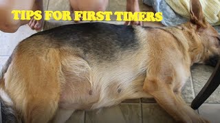 Tips for FIRST TIME PREGNANT DOG parents  Hunters pregnancy journey FIRST LITTER PART 2 [upl. by Sualokin506]