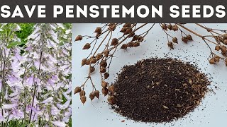 How to Save and Harvest Penstemon Seeds [upl. by Enaud]