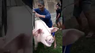 Agribusiness pag aalaga Ng baboy 3 12 month 106 kiloWalang amoy dahil sa King humivet plus [upl. by Pietrek741]