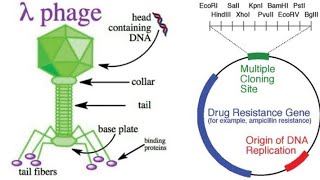 génie génétique  phage lambda λ les vecteurs partie 1شرح بالدارجة [upl. by Augy626]