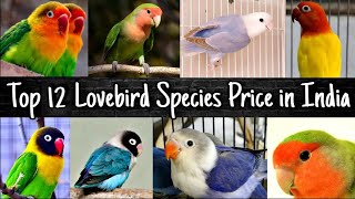 Top 12 Love Birds Species Price in India 2022 [upl. by Adnaloy]