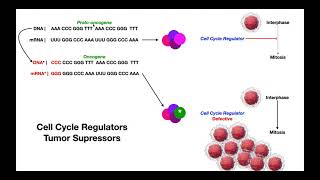 Cell Cycle Regulators amp Tumor Suppressor Genes  Protooncogenes amp Oncogenes [upl. by Ainek384]