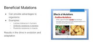 25 Mutations [upl. by Ut]