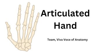 Articulated Hand  Side determination  Parts and Attachments  Applied anatomy [upl. by Ytoc]