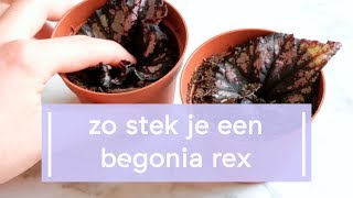 Zo stek je de Begonia rex bladbegonia [upl. by Krispin540]