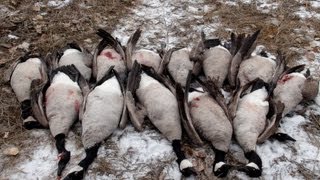 Danger Zone  Montana Goose Hunting [upl. by Towill]