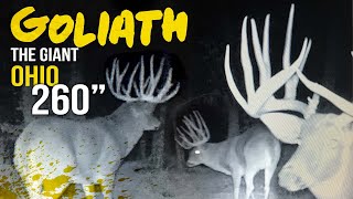 260quot Ohio Buck The story of Goliath [upl. by Oniger]