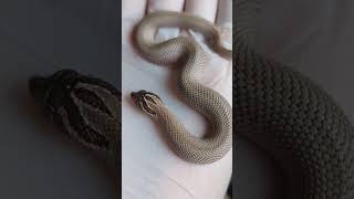 Arctic superconda het axanthic 66 het albino hognose hognose hognosesnake snake babysnakes [upl. by Dirgis]