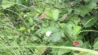 ナピエゾスジグロシロチョウPieris napi Greenveined White 20240625 Rimplas France [upl. by Narcissus676]