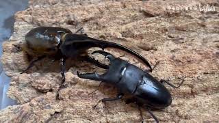 Dorcus titanus palawanicus vs Dynastes hercules lichyi [upl. by Rosenbaum503]