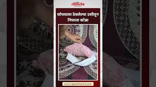 सोफ्यावर ठेवलेल्या उशीतून निघाला कोब्रा viralvideos trending latest news marathinews kingcobra [upl. by Viviane4]