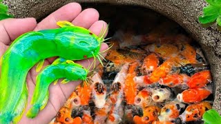 WowCatching Strange Fish In Giant Surprise Colorful koi Kim Kim Fish Three Tailed Fish Catfish728 [upl. by Kazue]