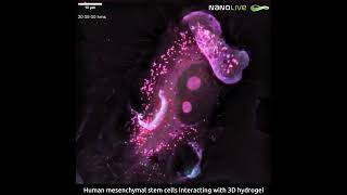 Human Mesenchymal Stem Cell interacting with 3D hydrogel biotechnology [upl. by Htenek]