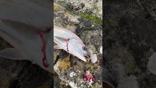 corvina كربين  White Sea bass  maigre ou courbine  قرب [upl. by Aneelad]