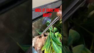 Will my green anole lizard eat the mealworm lizard greenanole reptile mealworms insect [upl. by Llehsram]