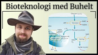 Bioteknologi  Carbonhydraternes intermediære stofskifte [upl. by Coffey836]