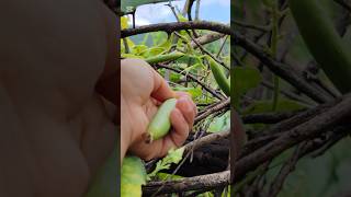 Harvest time Green Vegetables 🌿💚 music flute youtubeshorts trendingsong viralvideo sanivlog [upl. by Arammahs]