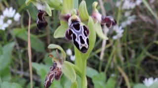 Ophrys kotschyi Cyprus Bee Orchid Endemic to Cyprus [upl. by Birck822]