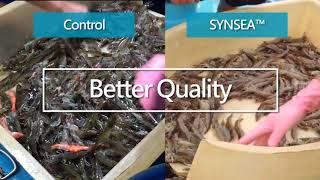 SYNSEA FeedAdField trial at white shrimp farm [upl. by Watson61]