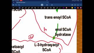 Biochemistry Lipid Metabolism second year part 7 [upl. by Granlund879]