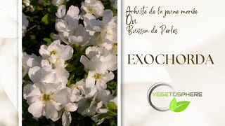 Exochorda arbuste de la jeune mariée Buisson de perles [upl. by Adaliah767]