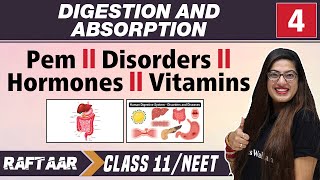 Digestion and Absorption 04  Pem l Disorders l Hormones l Vitamins  Class 11NEET [upl. by Stockton138]