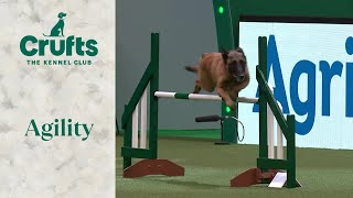 Agility  Championship  Large Part 1 Agility  ​Crufts 2024 [upl. by Oretna]