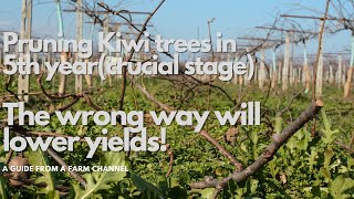 Pruning Kiwi Trees in 5th year crucial stage the wrong way will lower yields [upl. by Staffan]