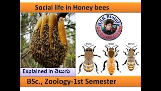 Social Life in Honey Bees  BSc Zoology  1 st Semester HSR Bioinfo  Ravi Sahukari [upl. by Odama]