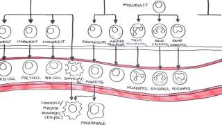 An introduction to Haematopoesis [upl. by Weylin594]