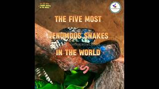 The five most venomous snakes in the world 🍃🪱 The Omniknowledge ✨ shorts venomoussnakes snake [upl. by Ardme]