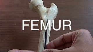 FEMUR  GENERAL FEATURES amp ATTACHMENTS [upl. by Peggy497]