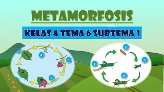 METAMORFOSIS  IPA KELAS 4 TEMA 6 SUBTEMA 1 [upl. by Giffard]