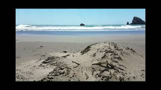 Brookings OR Harris Beach along the shore line wind and surf [upl. by Dukie326]