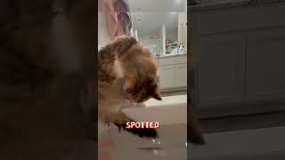 Why Is My Tail Wet A Cat’s Dilemma cat funny pets [upl. by Frodi]