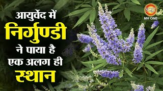 आयुर्वेद में निर्गुण्डी ने पाया है एक अलग ही स्थान  Nirgundi Ke Fayde  Vitex Negundo Plant [upl. by Natsud]