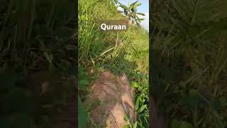 Quraan surah Yaseen translation Urdu qurantranslation yutyubvideo urdu sort [upl. by Castillo]